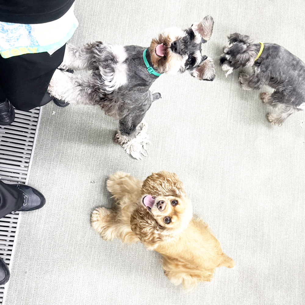 生徒が撮影したモデル犬の写真を送ってくれました☆